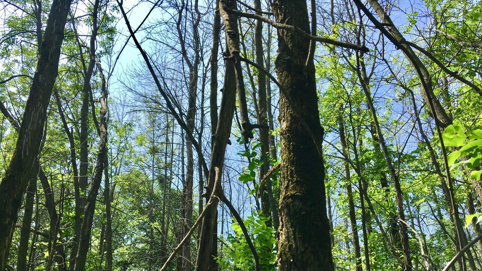 Des arbres dépourvus de feuilles.