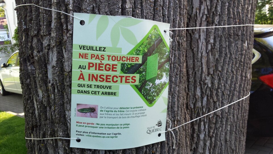 Photo d'un piège pour détecter l’agrile du frêne