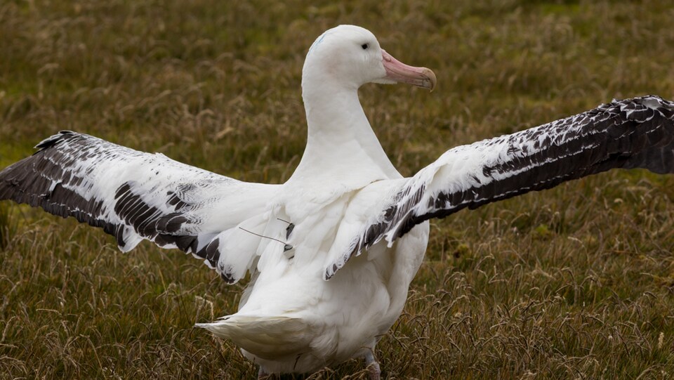 Un oiseau dans l'herbe à les ailes grandes ouvertes et a un petit équipement posé sur le dos.