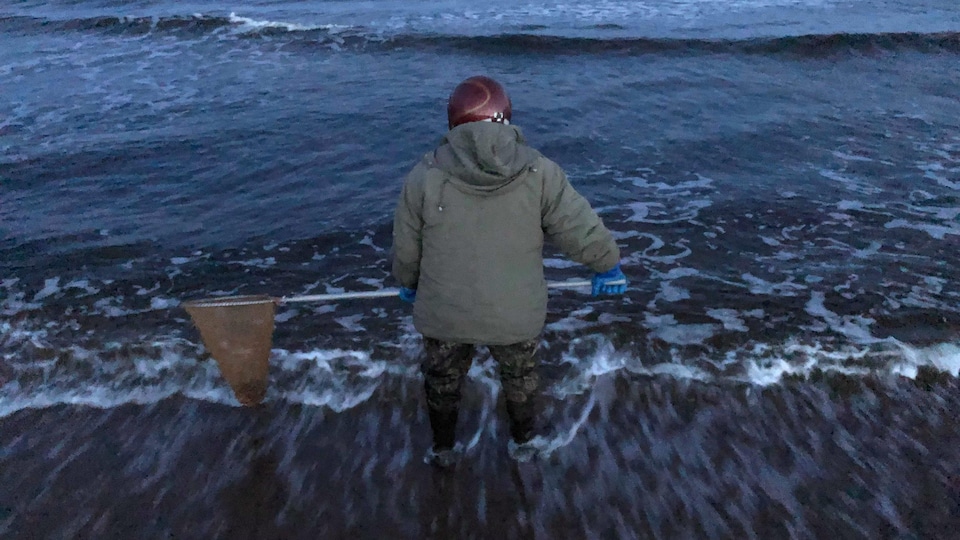 Un pêcheur de capelan à l'œuvre, les pieds dans l'eau avec son filet.