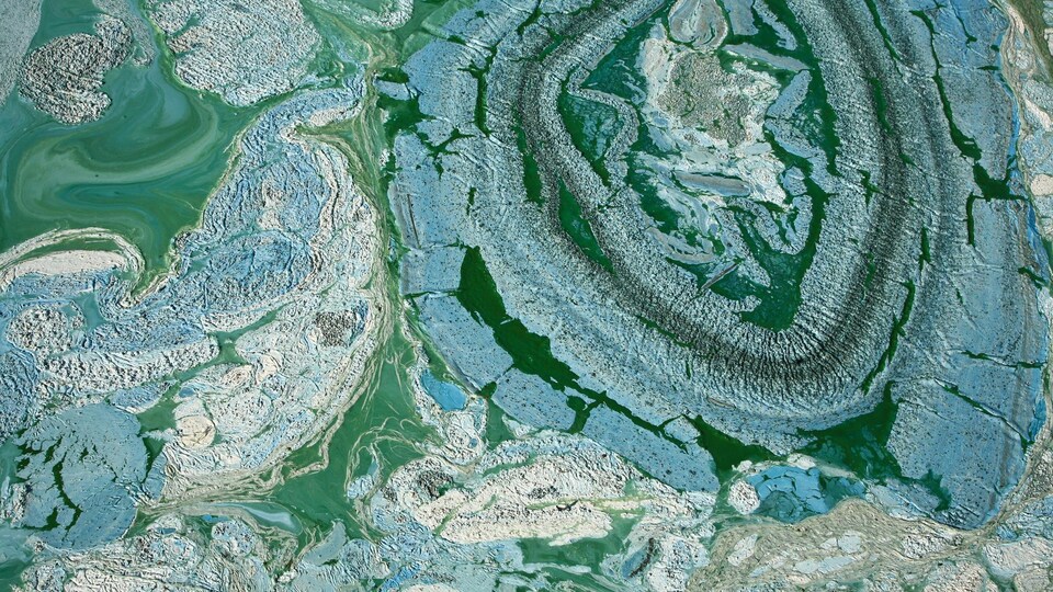 Une eau verdâtre sur laquelle flotte des algues bleutée.