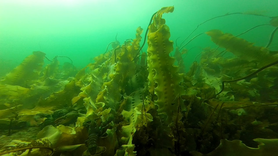 Les algues au large d'Anticosti sont sous la loupe de chercheurs de l'UQAR. 