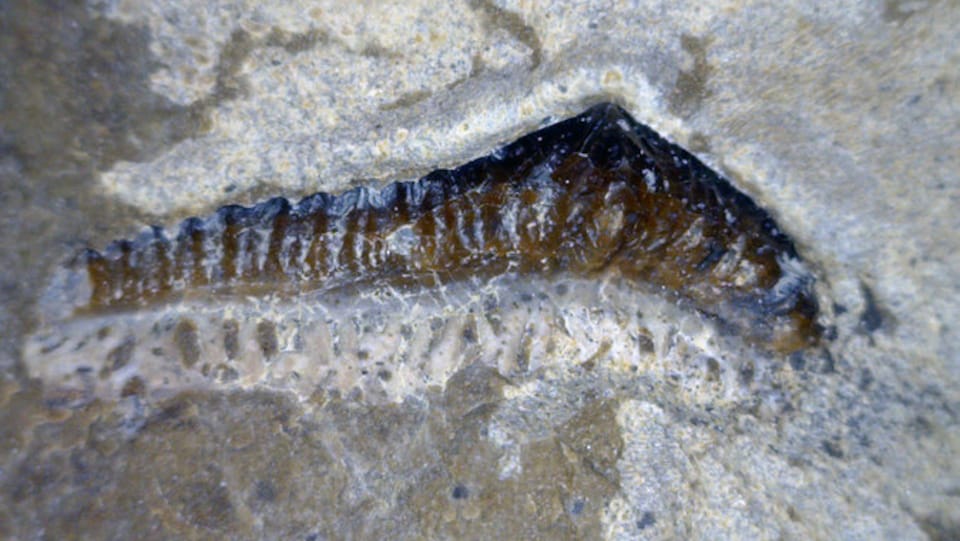Une dent de requin fossilisée trouvée sur le site de Paris, en Idaho
