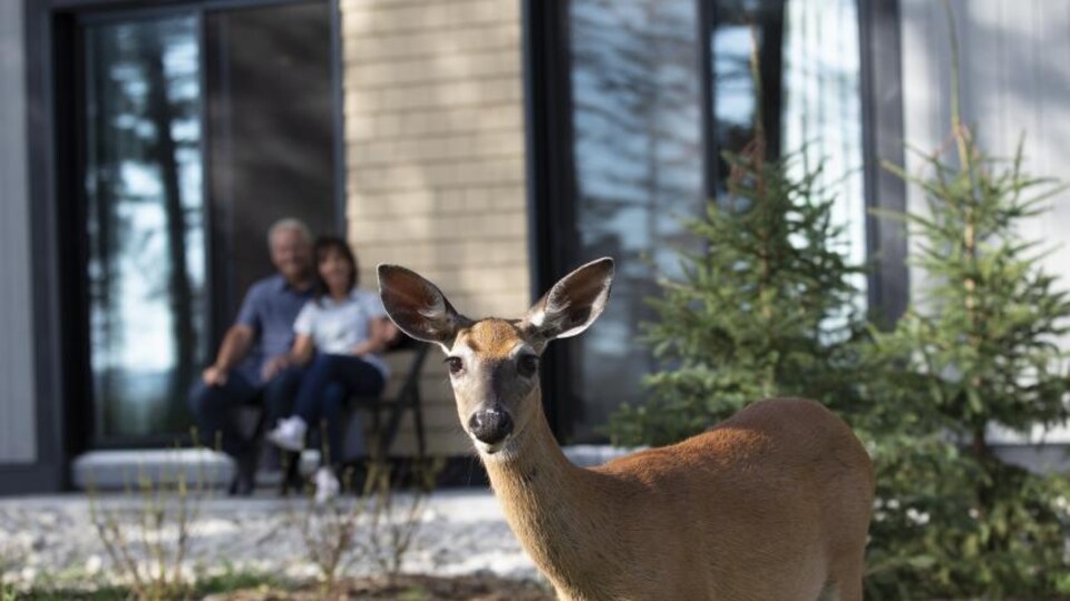 Un cerf se trouve devant un établissement.
