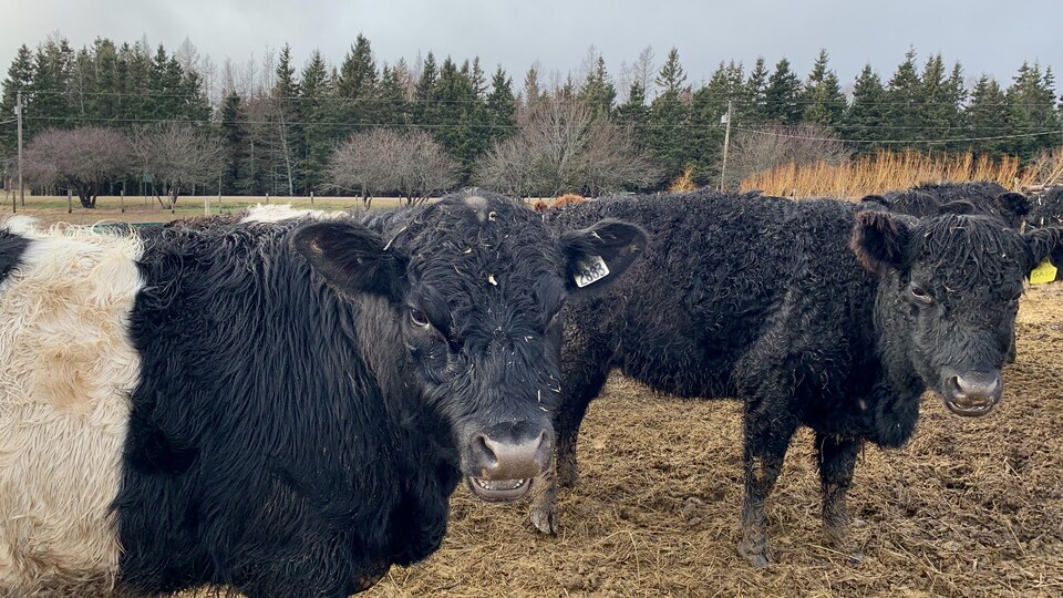 Des boeufs.