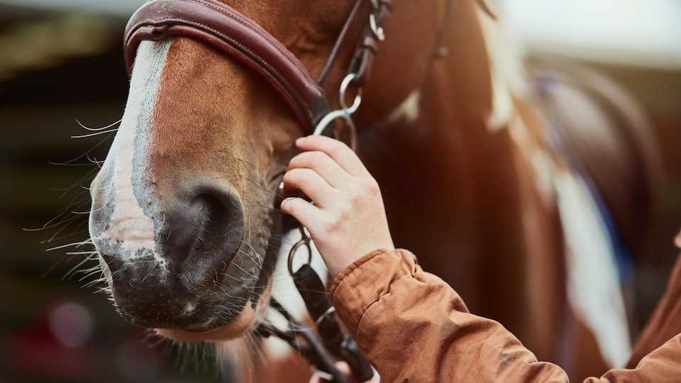 La main d'une personne prépare un cheval pour une promenade.