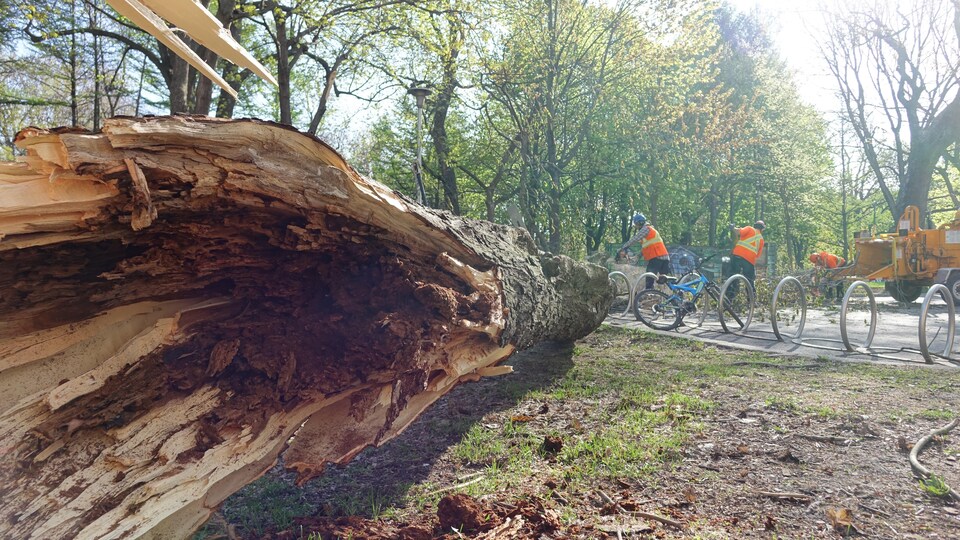 Un arbre couché au sol dont le tronc est vide.