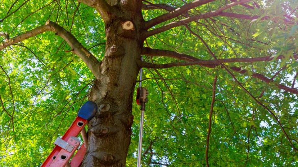 Un arbre, une échelle et un outil pour élaguer des branches.