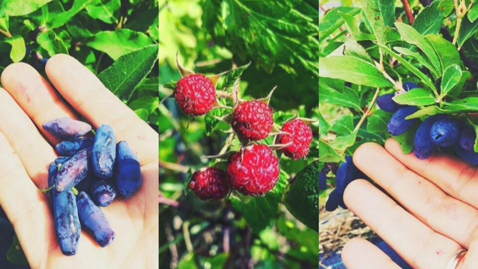 Autocueillette de camerises et framboises aux Jardins des prés de Pointe-Lebel, sur la Côte-Nord.