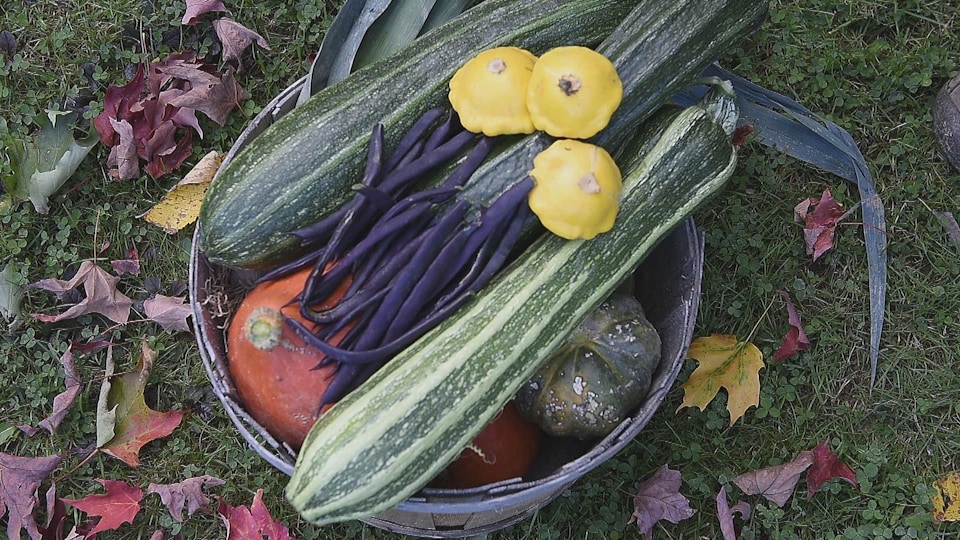 Des haricots, des potimarrons et d'autres courges dans un panier.
