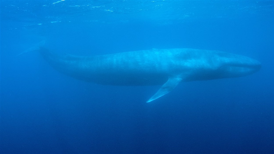 Une baleine bleue.