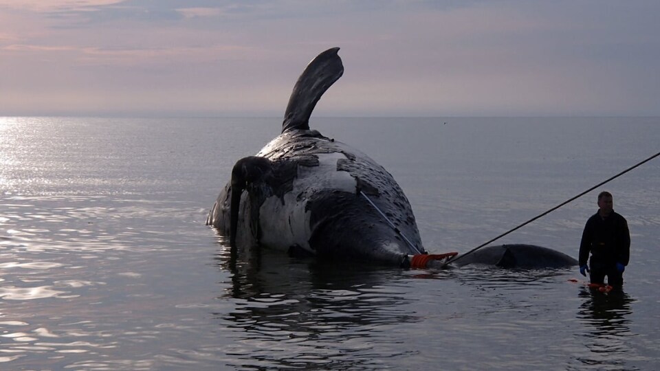 Une baleine noire trouvée morte dans le golfe du Saint-Laurent.
