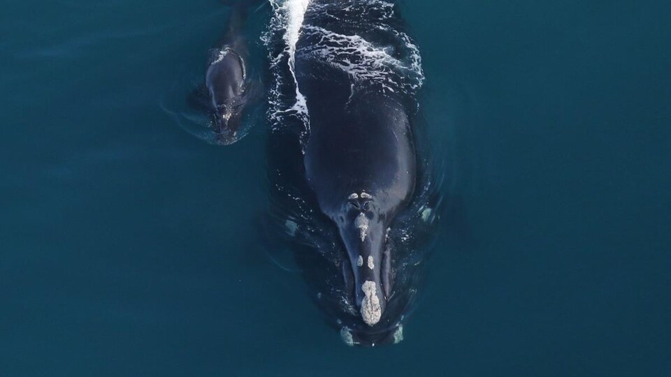 Une baleine et un baleineau dans l'eau, côte à côte dans l'océan et vu du ciel.