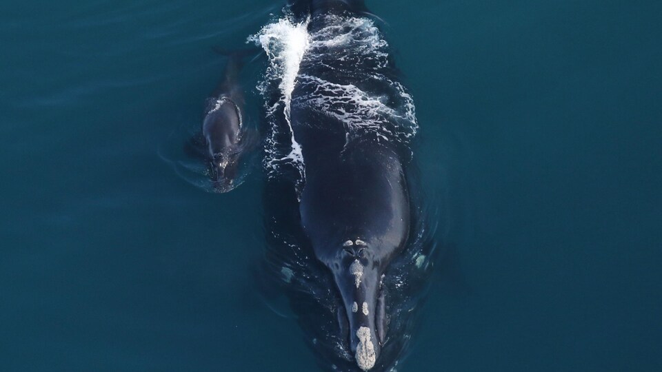 Vue aérienne d'une baleine noire avec un petit baleineau à son côté.