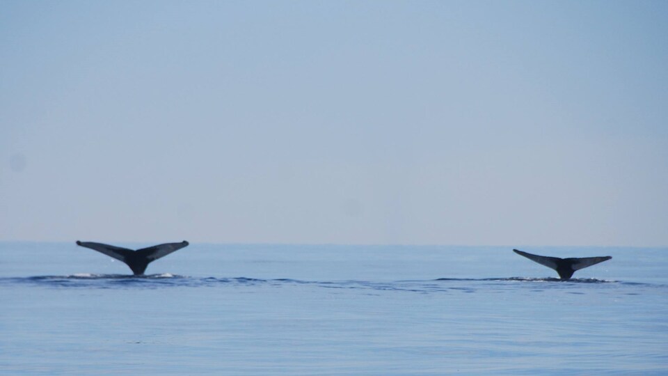Deux queues de baleines.