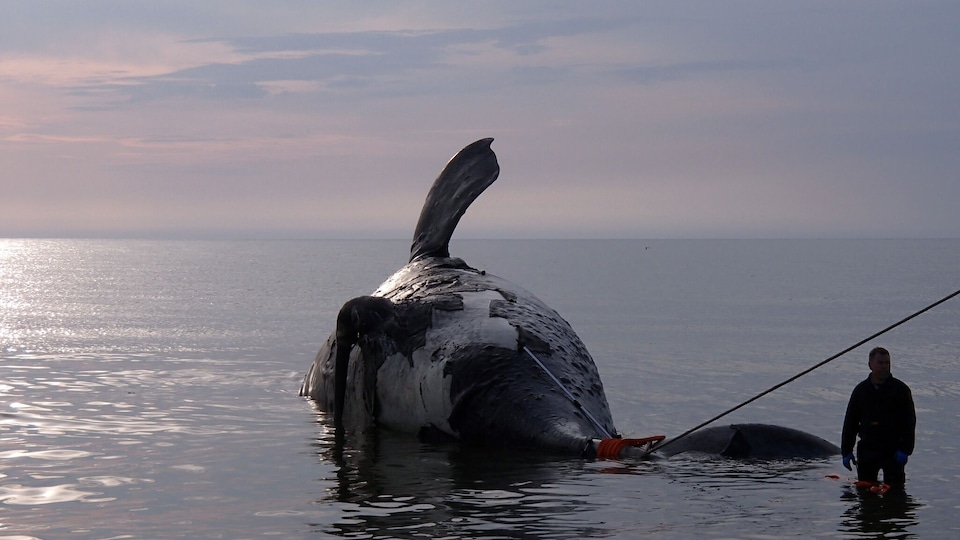 Une baleine noire trouvée morte dans le golfe du Saint-Laurent.