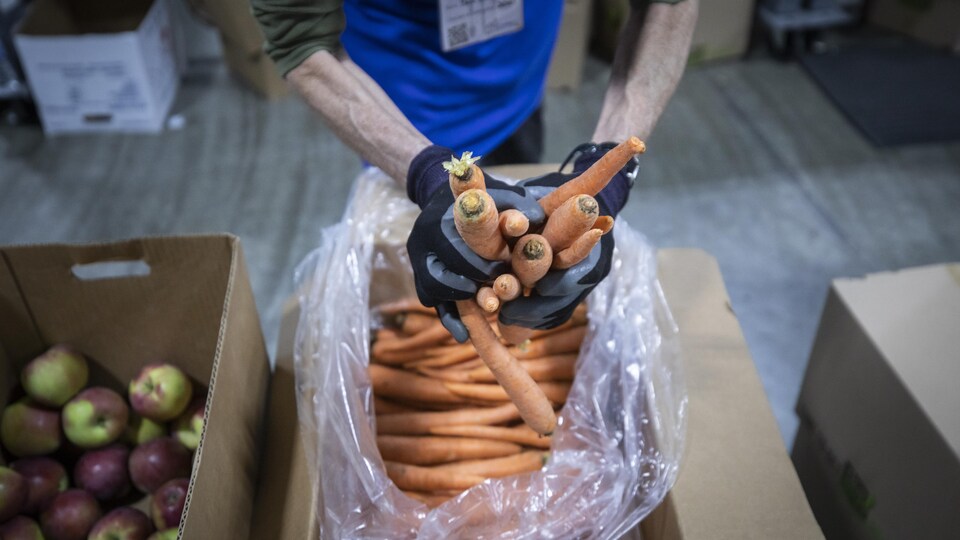 Gros plan sur les mains d’une personne qui sort des carottes d’un sac.