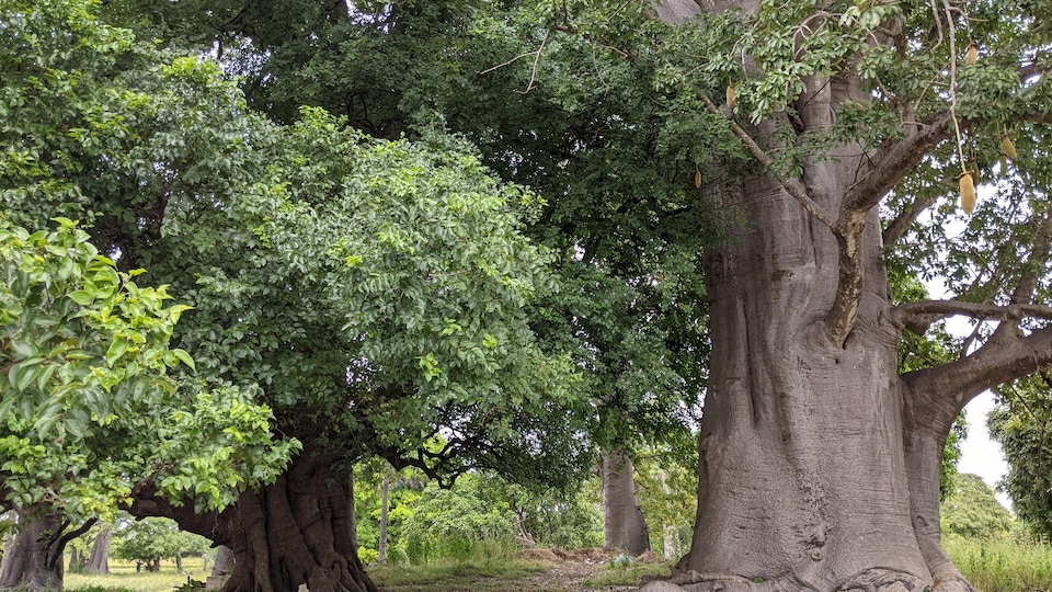 Baobabs