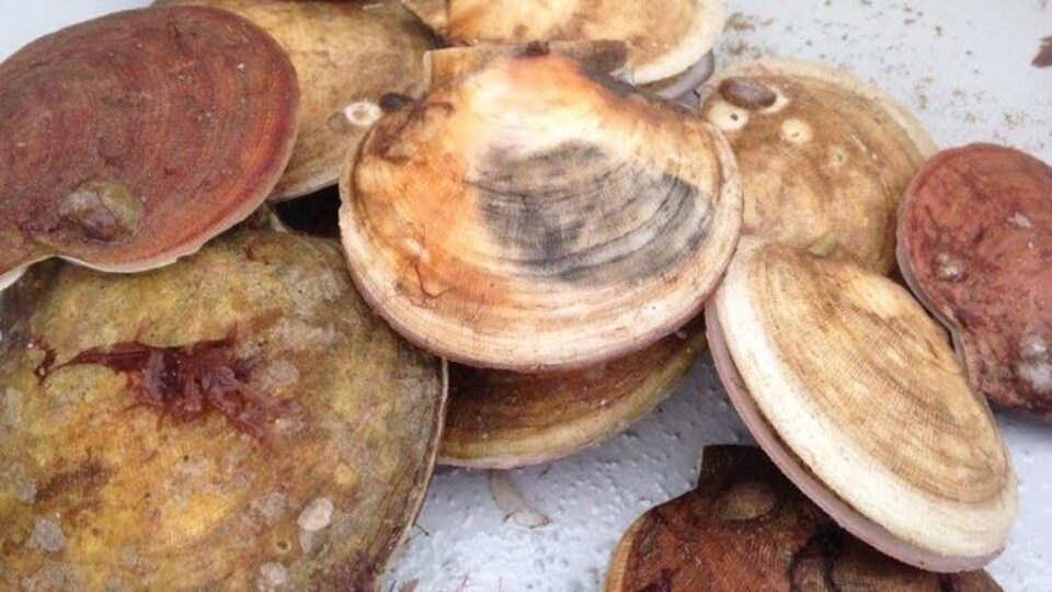 Des pétoncles dans leurs coquilles.