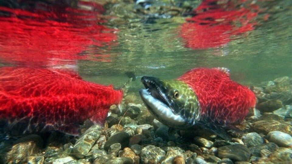 Deux saumons rouges dans une rivière pris en photo par un appareil photo sous-marin.