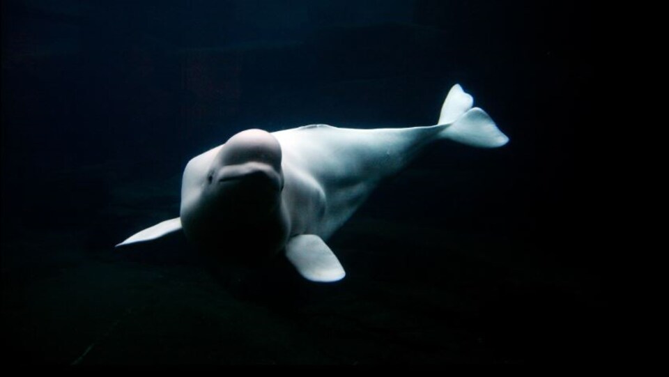 Un béluga dans l'eau