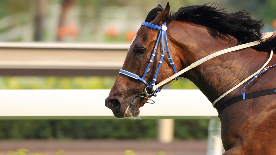 Un cheval de profil, courant sur une piste.