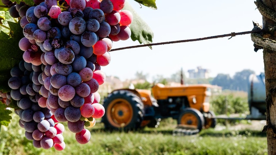 Gros plan sur des grappes de raisin dans une vigne, avec un tracteur au loin.