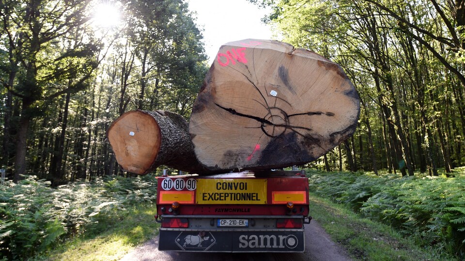 Deux immenses troncs d'arbre sont transportés par un camion qui porte l'inscription « Convoi exceptionnel ».
