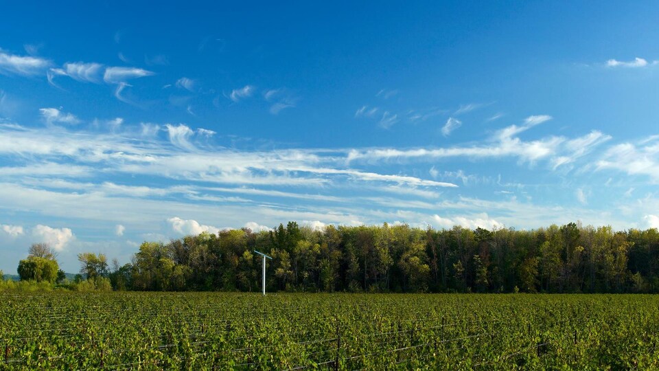Des vignes dans un champ verdoyant ontarien.