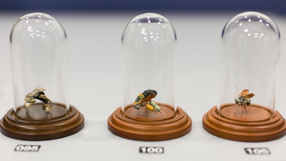 Trois abeilles mortes avec des éléments électroniques attachés à leur corps sont exposées séparément dans de petits contenants en verre.