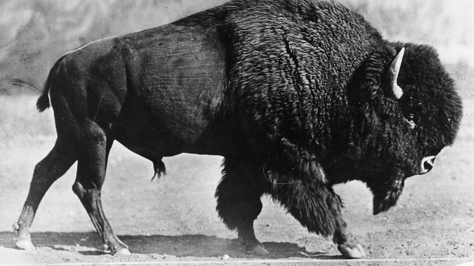 Un bison d'Amérique, en 1930. En plus de l'homme, il doit faire face à d'autres prédateurs tels que le puma ou le grizzly.