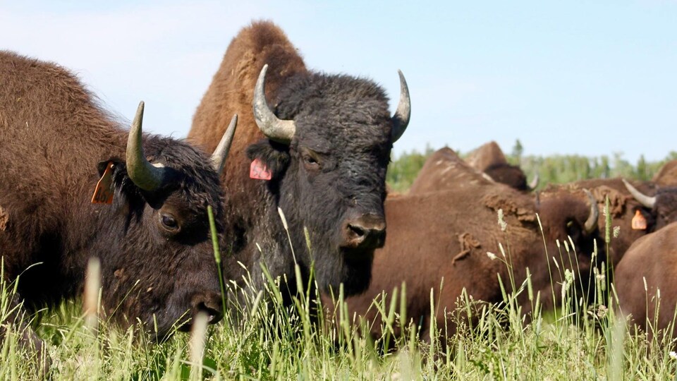 Des bisons broutant de l'herbe.