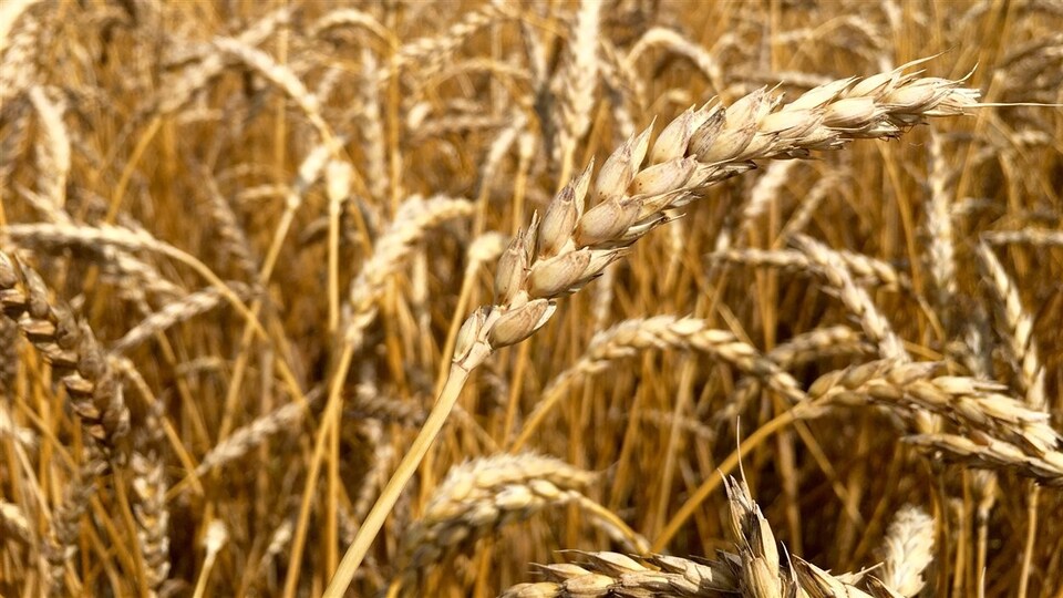 Son de blé biologique - La Milanaise