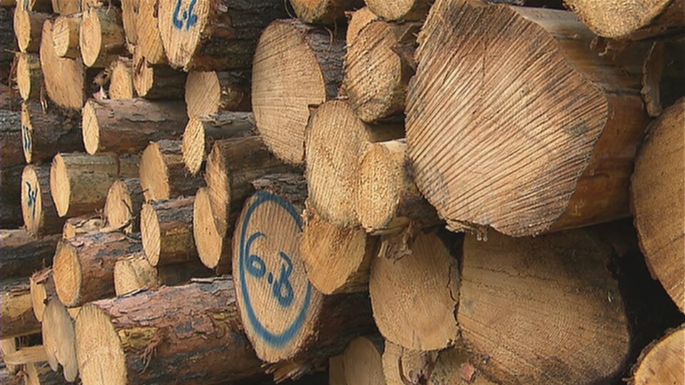 Des arbres coupés au Québec