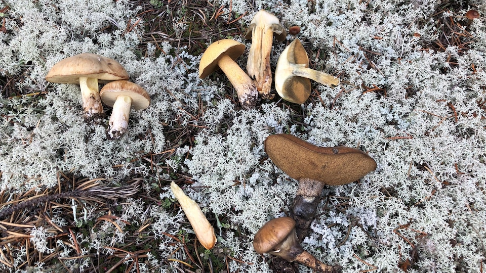 Mini-guide nr. 39 Champignons en forêt