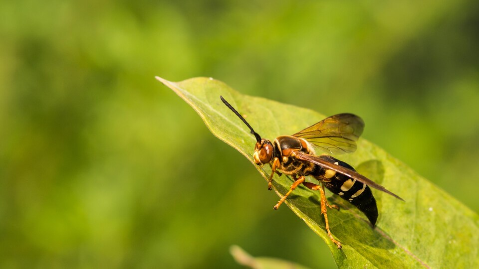 abeille sur plante verte