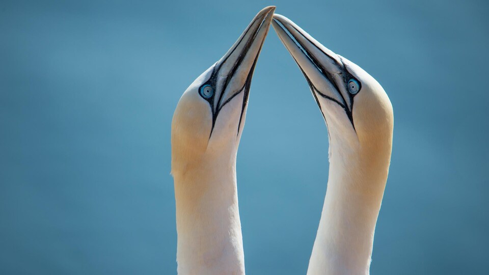 Un couple de fous de Bassan.