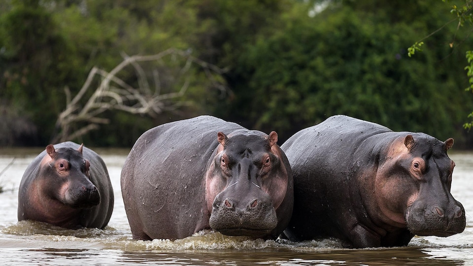 L’hippopotame, un herbivore étonnamment dangereux