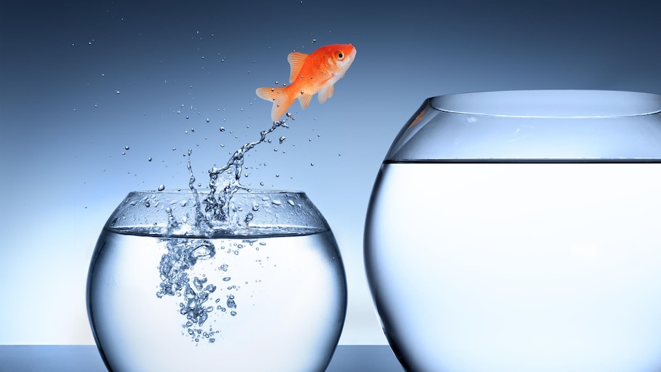 Un poisson rouge saute dans un plus grand bol.