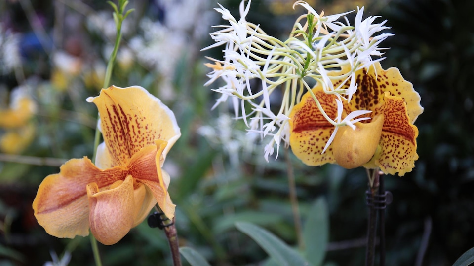 Une orchidée Paphiopedilum Henryanum.