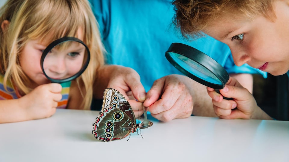 Des enfants observent un papillion.