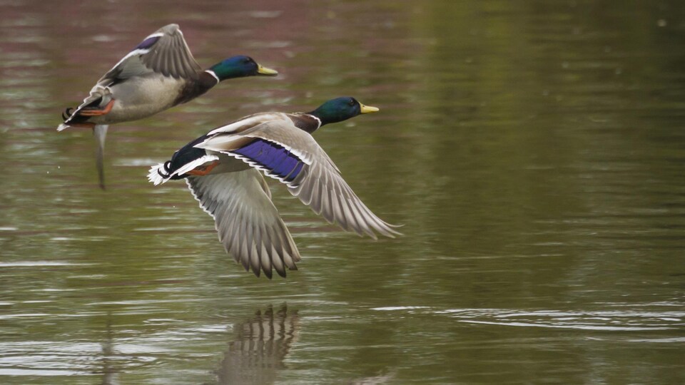 Deux canards colvert qui s'envolent.