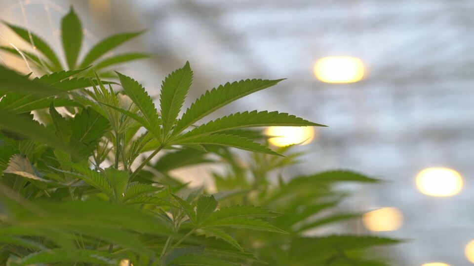 Des feuilles d'un plant de cannabis dans une serre