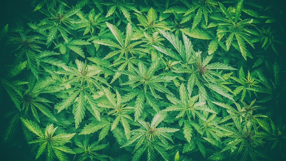 Vue générale des quelques plants de marijuana