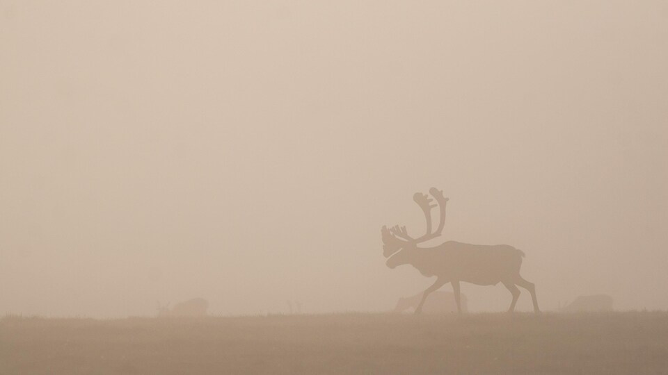 Un caribou dans la brume. 