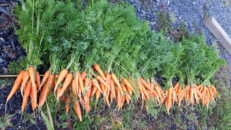 Des carottes fraîches avec leurs feuilles étalées sur le sol.