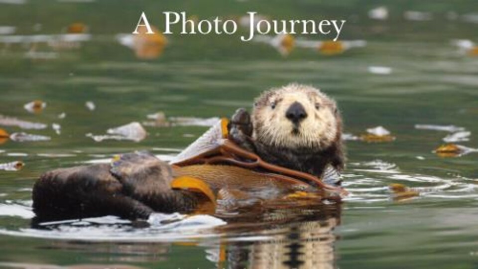une loutre