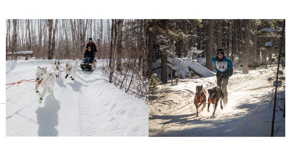 deux traîneaux à chiens en hiver