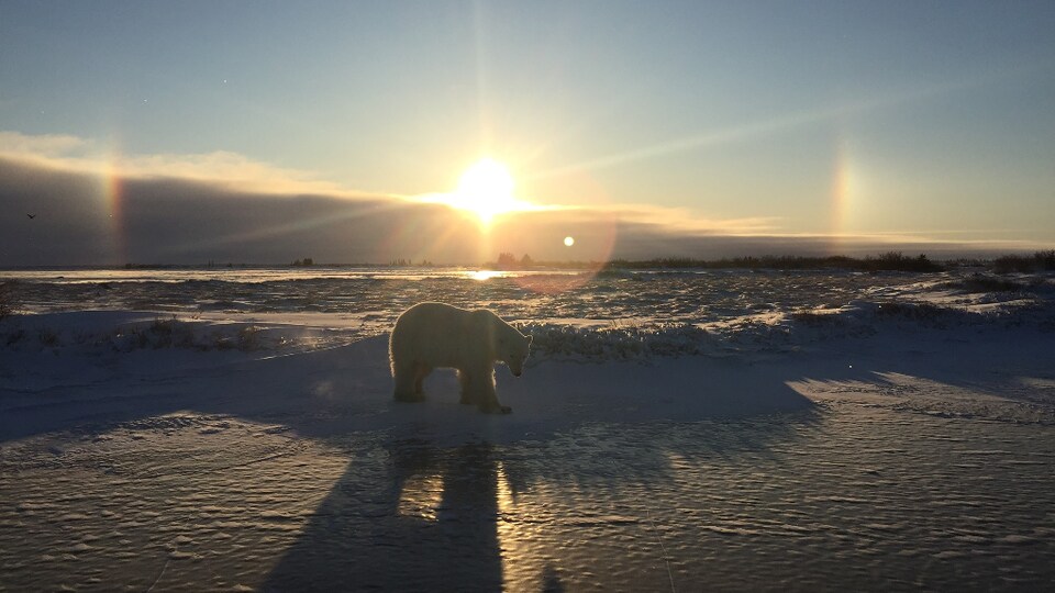 Un ours polaire à Churchill au Manitoba.