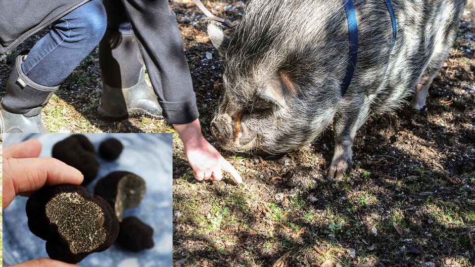 Un cochon chercheur de truffes et la truffe de l'Île de Vancouver (encadré).